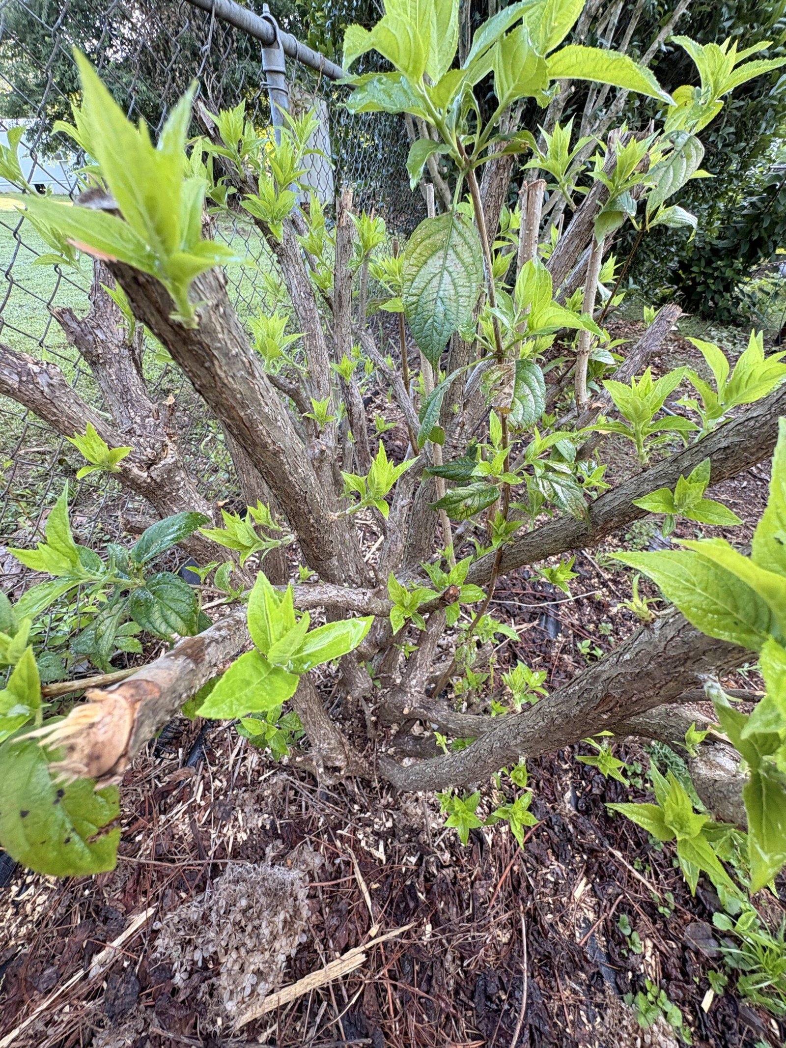 Limelight hydrangea pruned back hard with fresh new growth starting at Bobby & Lynn’s Plant Farm in Dallas, Georgia.