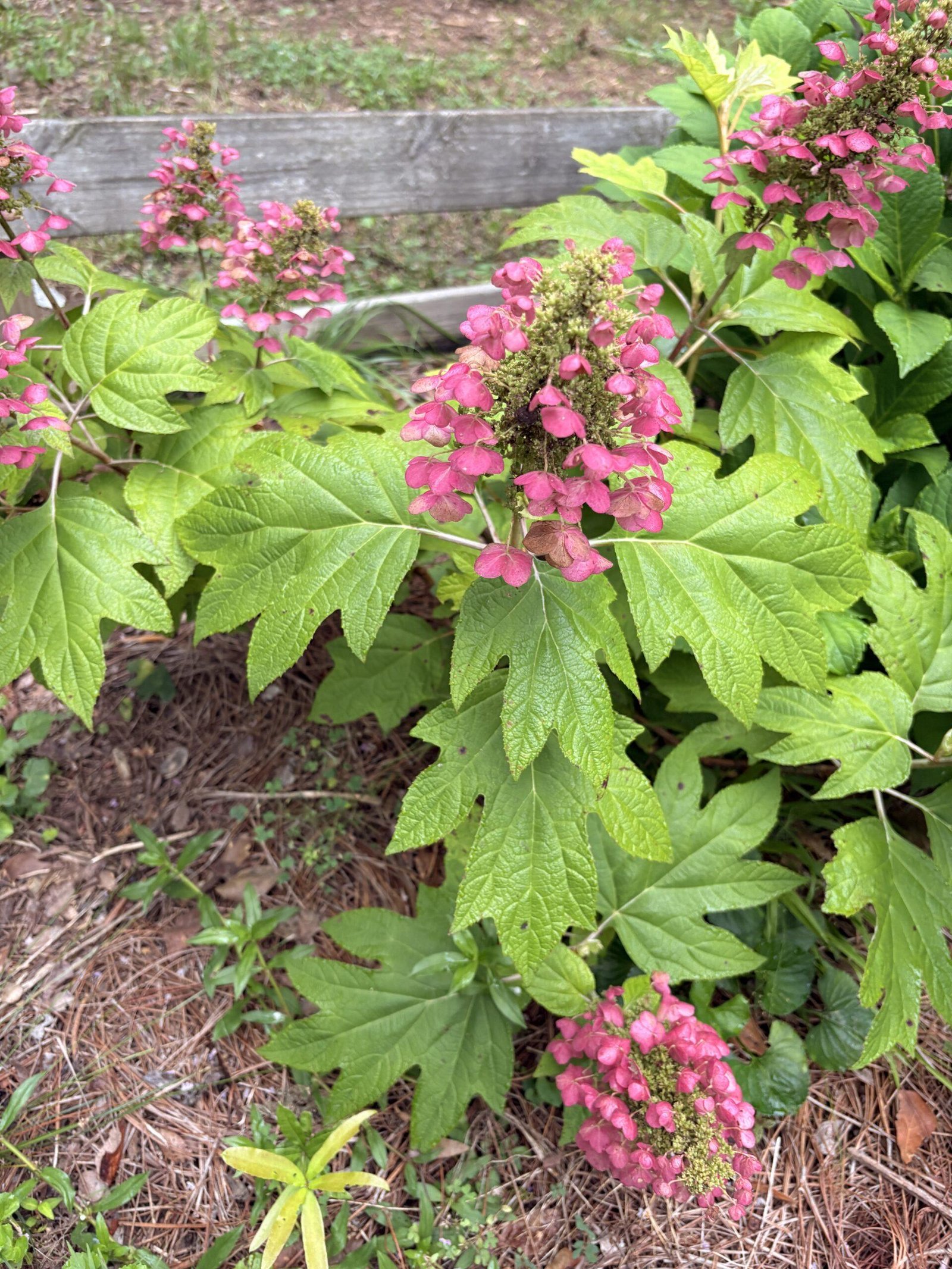 Pink Gatsby Oakleaf hydrangea growing on old wood at Bobby & Lynn’s Plant Farm in Dallas, Georgia.