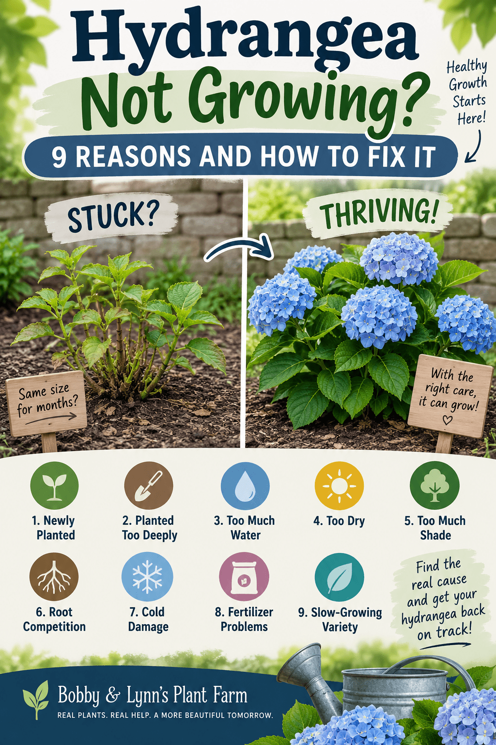 Hydrangea not growing Infographic