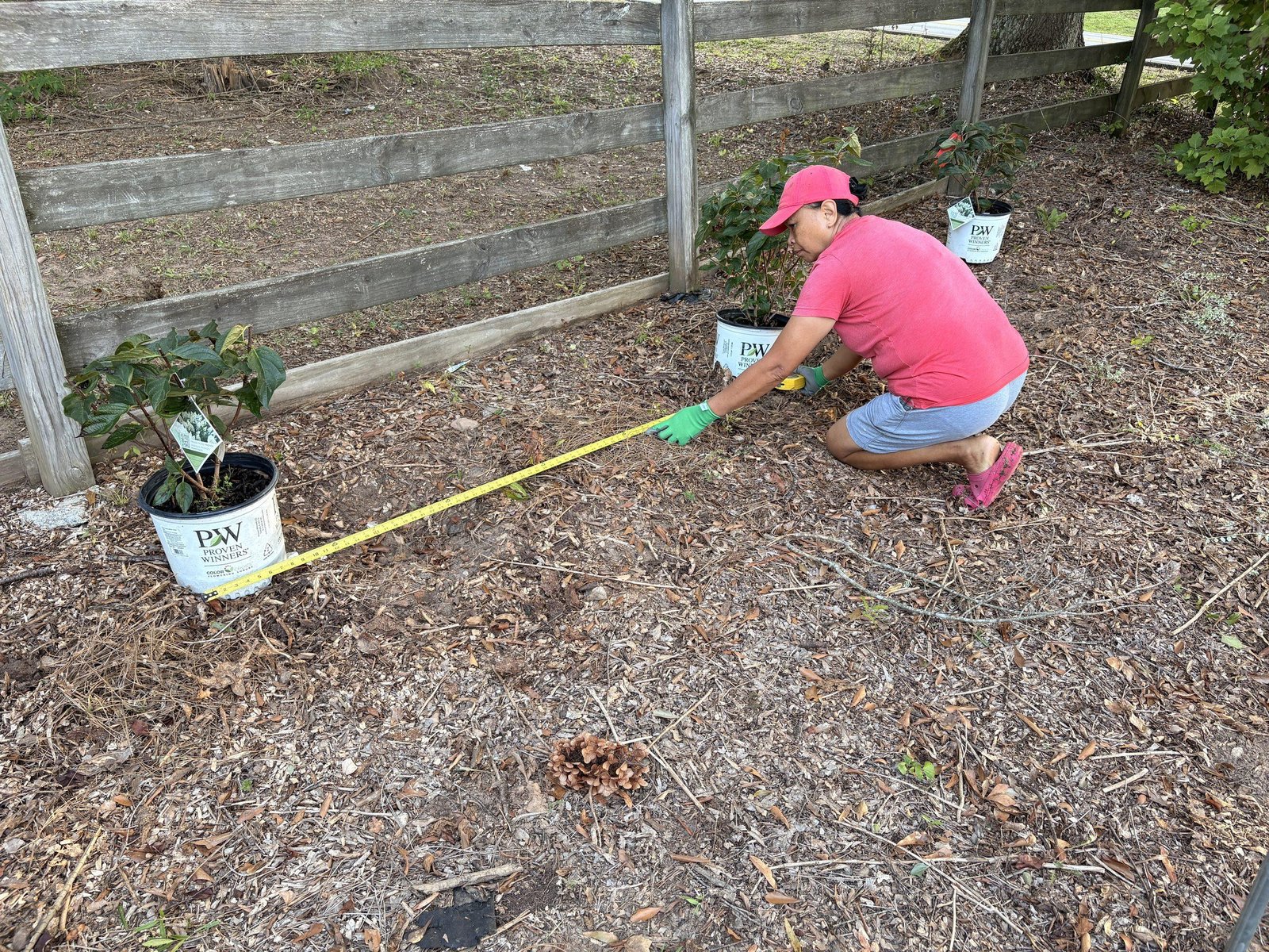 Lynn measuring six-foot spacing between Pinky Winky panicle hydrangeas before fall planting at Bobby & Lynn’s Plant Farm.