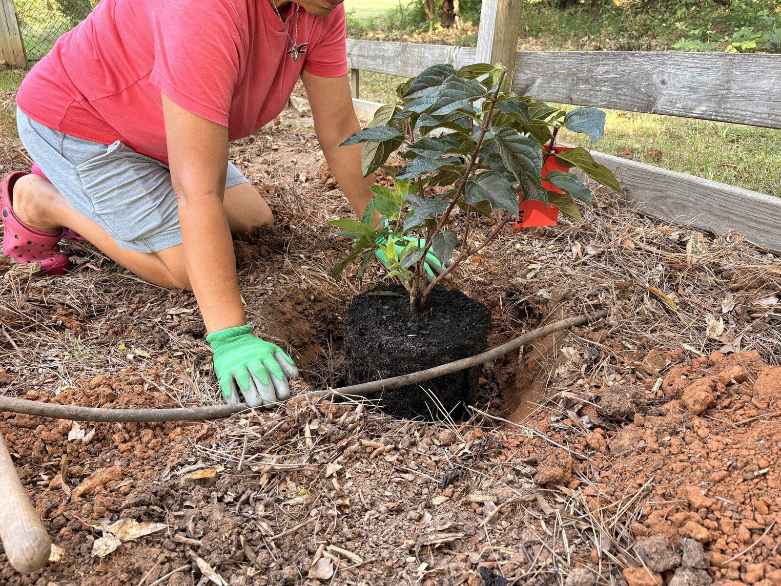 Lynn checking planting depth with a straight edge to make sure the shrub sits slightly above the surrounding soil grade.