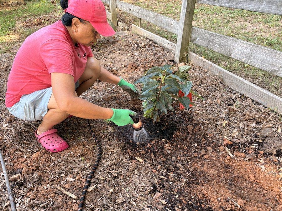 Lynn watering a newly planted shrub thoroughly after planting at Bobby & Lynn’s Plant Farm.