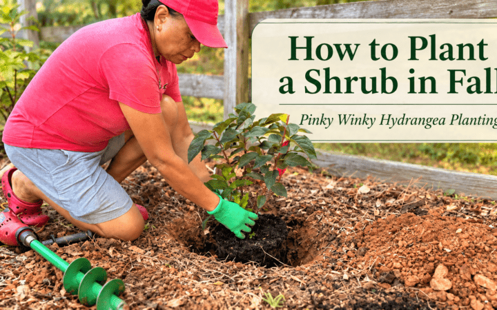 Lynn planting a Pinky Winky hydrangea in fall with the title “How to Plant a Shrub in Fall.”