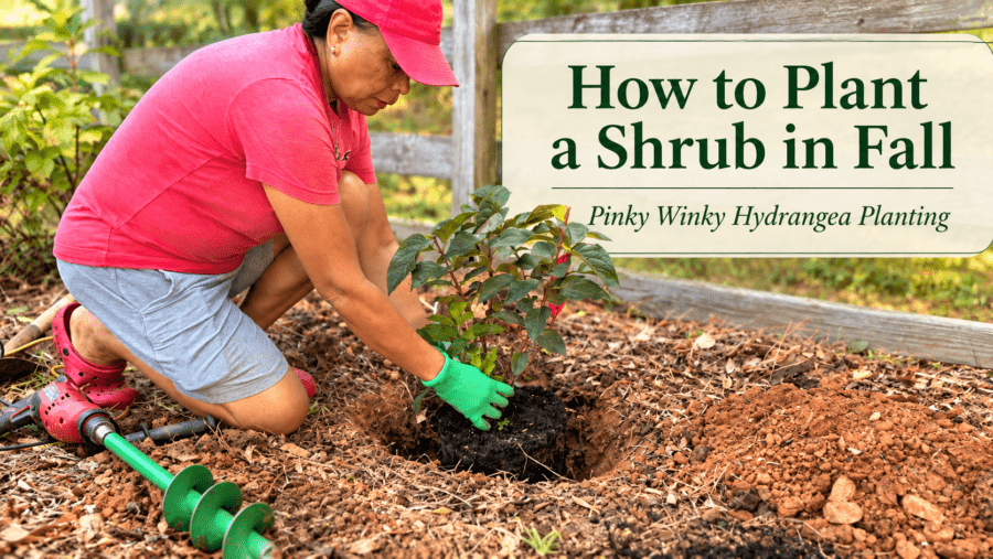 Lynn planting a Pinky Winky hydrangea in fall with the title “How to Plant a Shrub in Fall.”