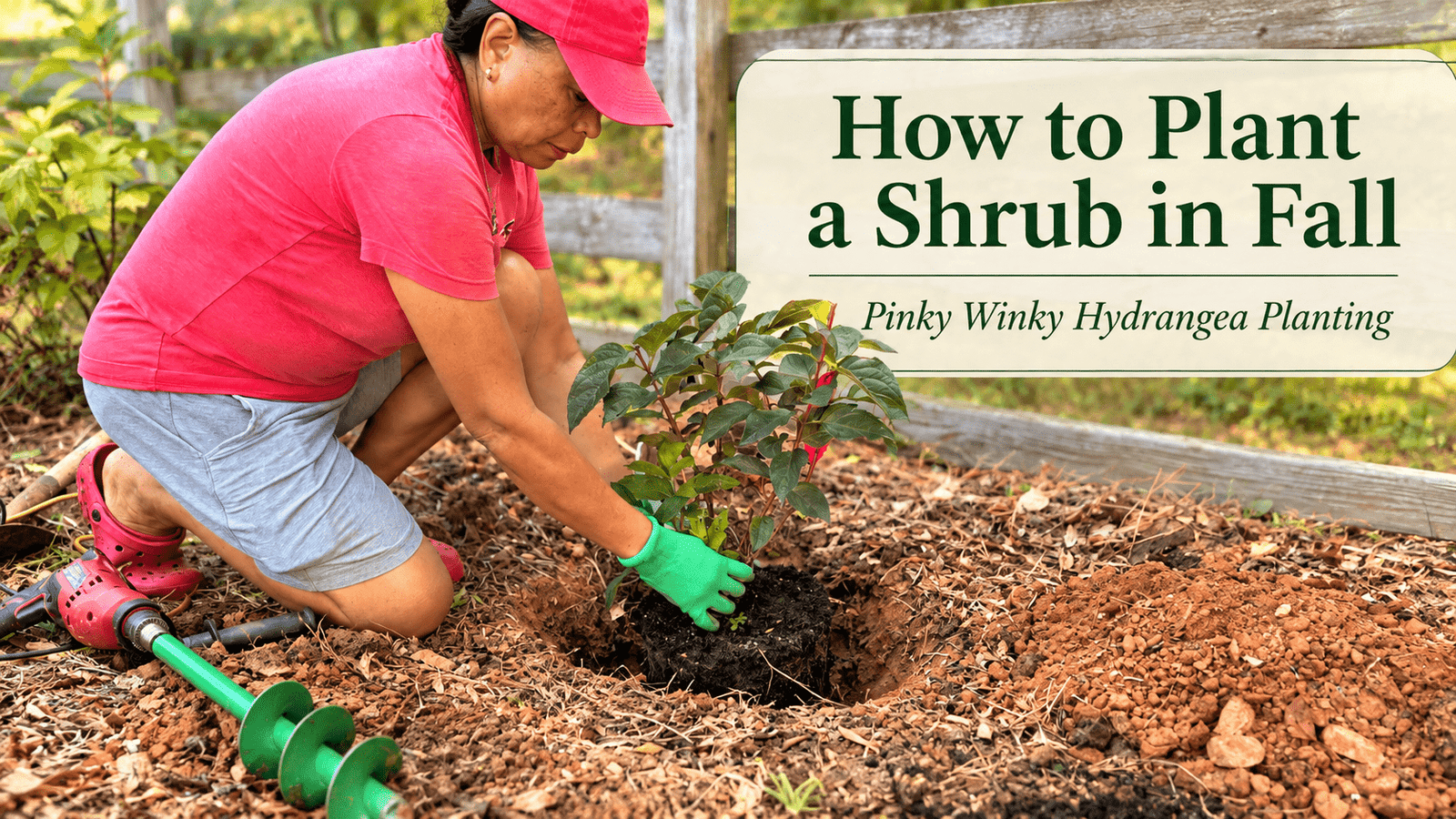 Lynn planting a Pinky Winky hydrangea in fall with the title “How to Plant a Shrub in Fall.”